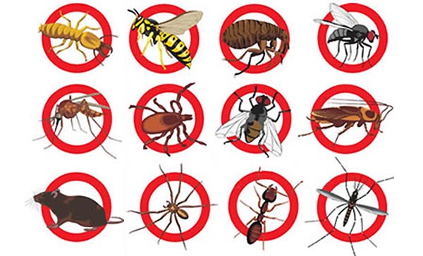 Dératisation et Désinsectisation